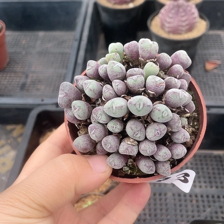 173口笛肉椎植物，