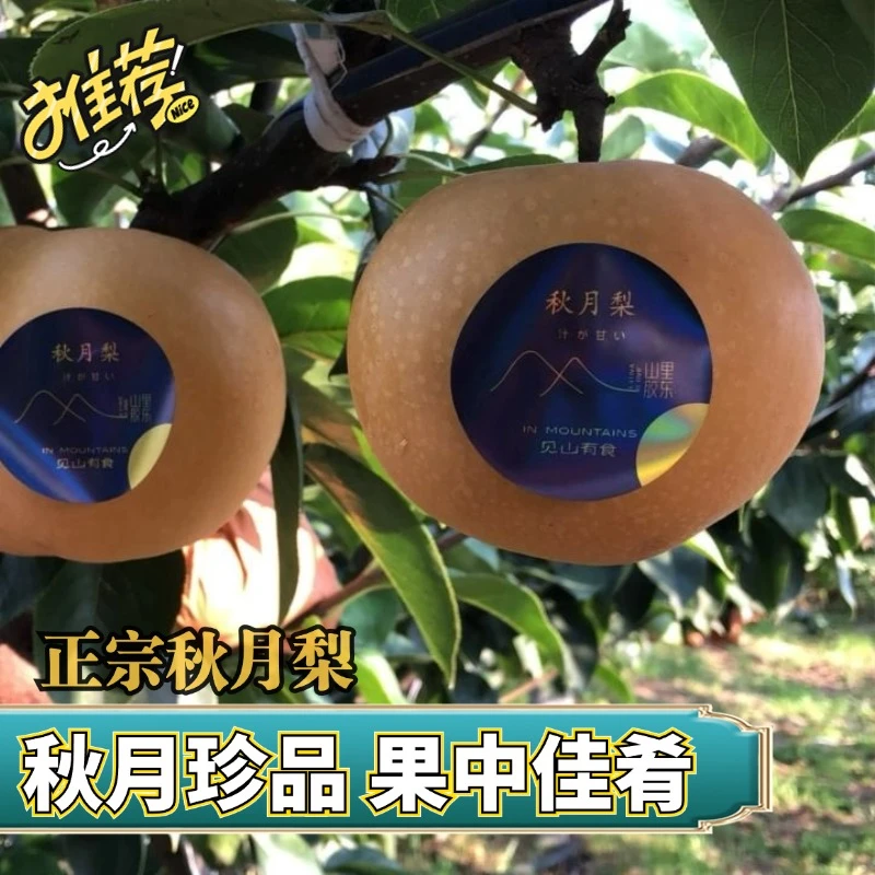正宗秋月梨果肉细腻皮薄清脆汁水足  新鲜甘甜顺丰京东包邮