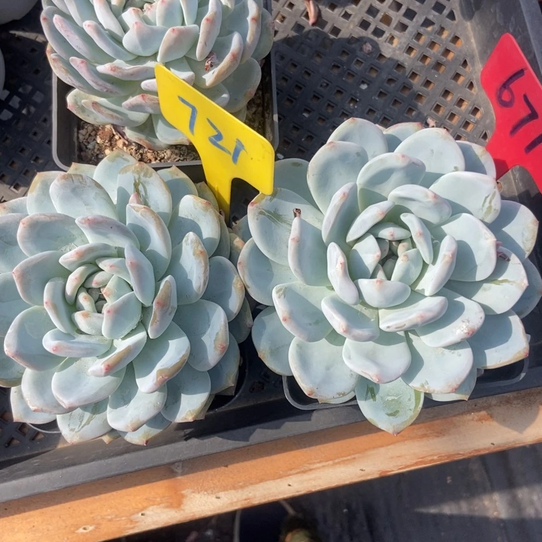 721 671橙子多肉植物保护