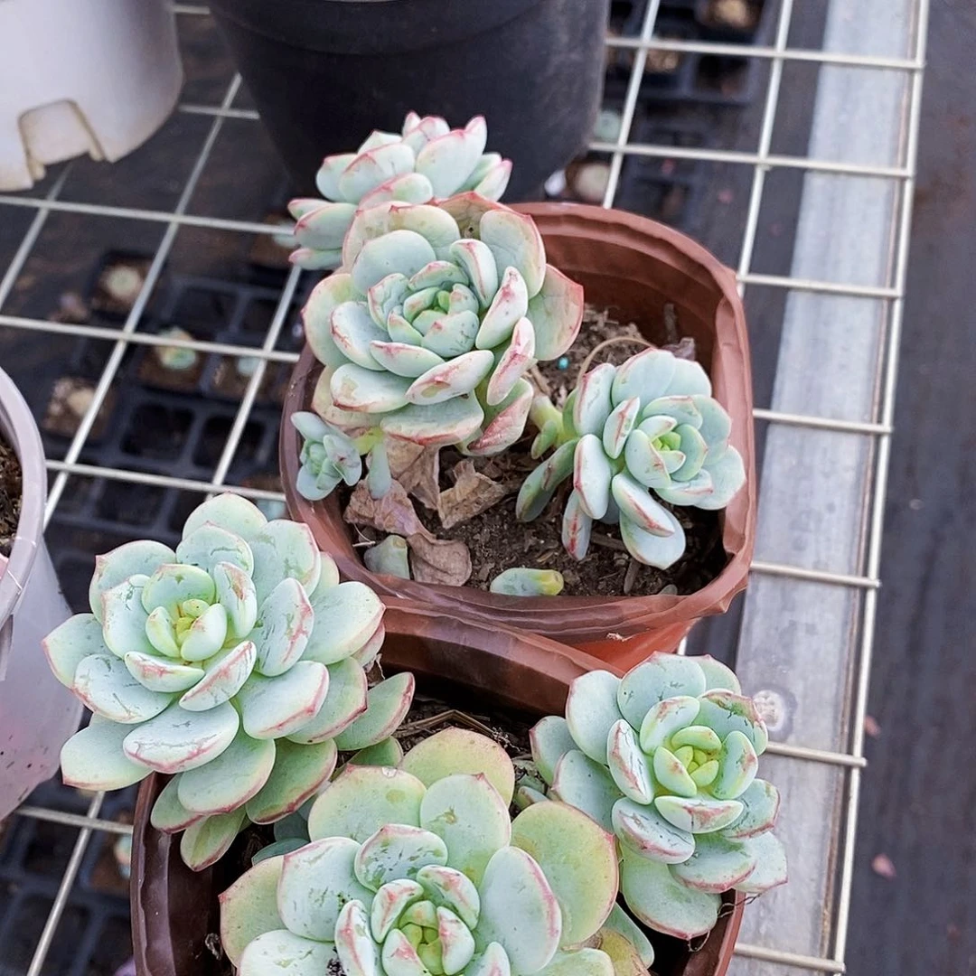 香草三头起发2盆