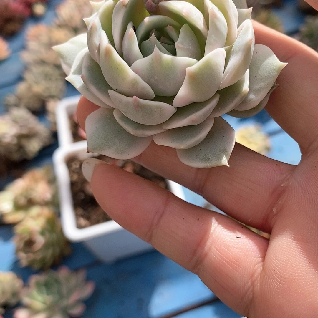 440露娜锦多肉植物哇啦塞