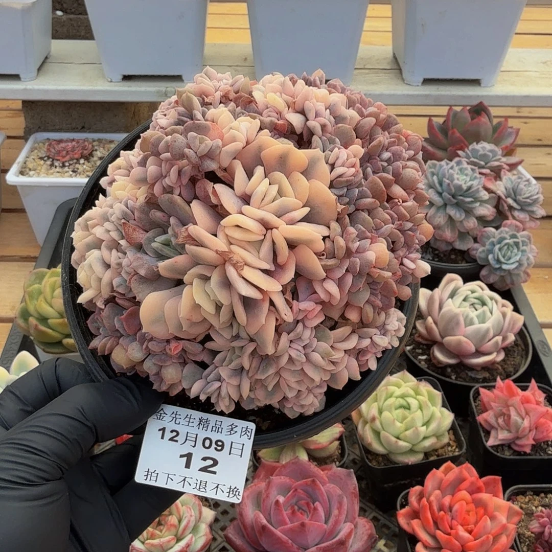 1209-12雪精灵锦缀