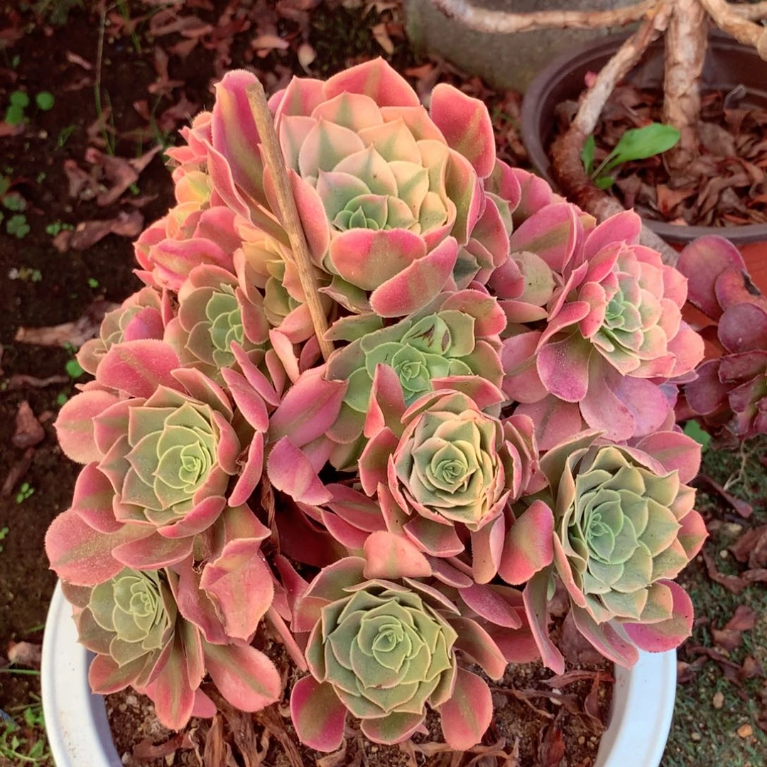 香妃捧花，两颗包邮
