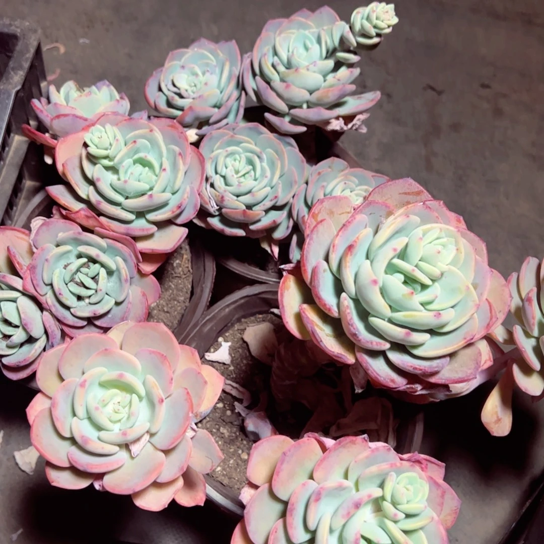 白月光三头起三盆