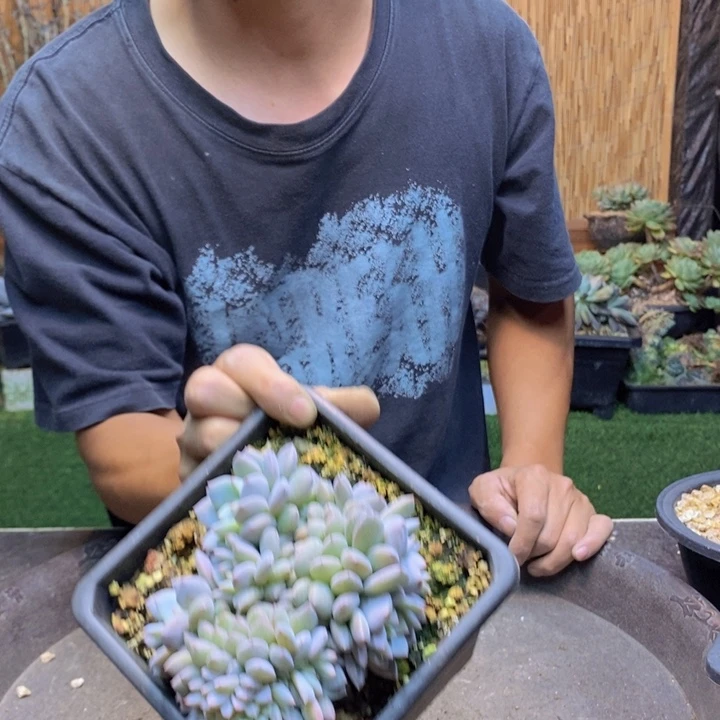 A****343号星星橙多肉植物