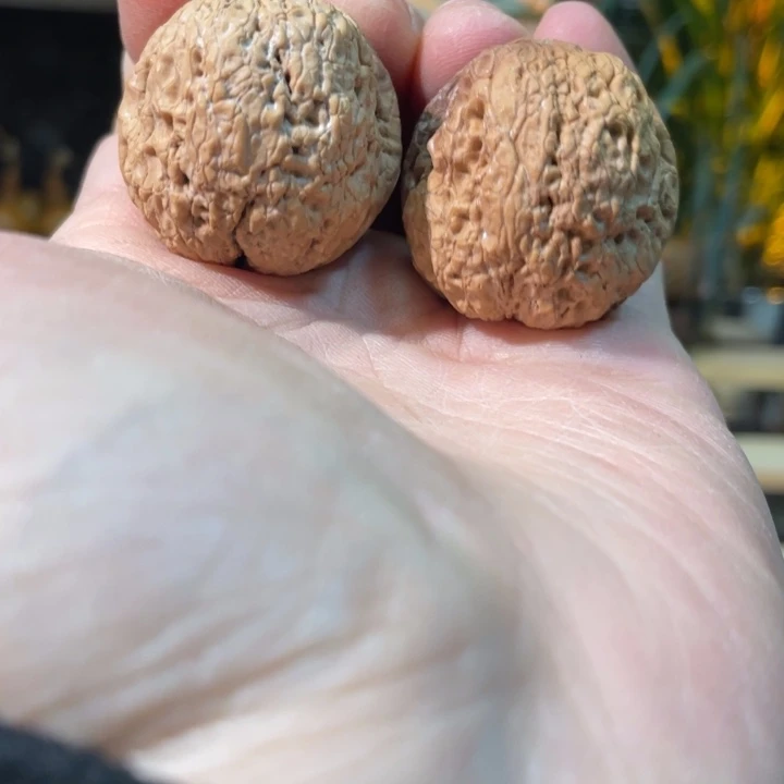把件文玩核桃编号41