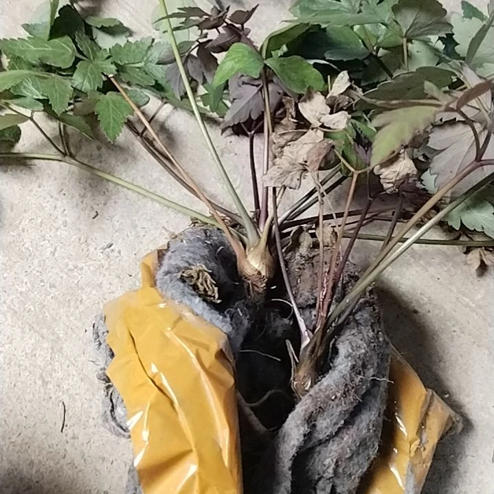 中国大陆贵州山采岩川芎