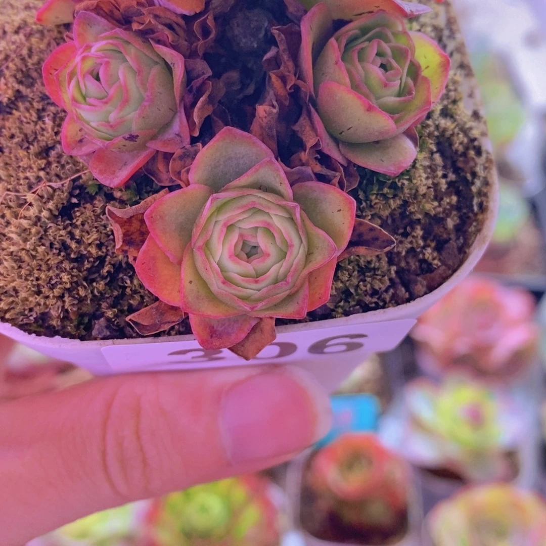 山地玫瑰一物一拍306