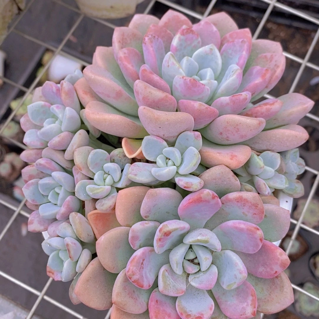花斑鹿双头起发带崽