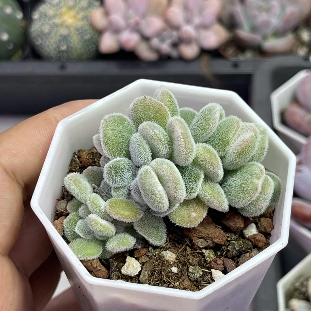 （满9.9元包邮）带盆雪晃星缀化5厘米左右多肉植物