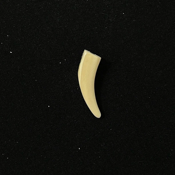PJA61 蓝皮牙尖 只做天然猛犸牙
