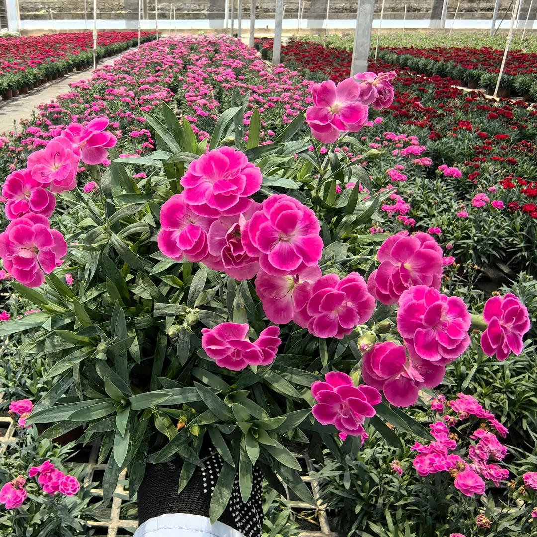 【康乃馨】盆花拍一发三