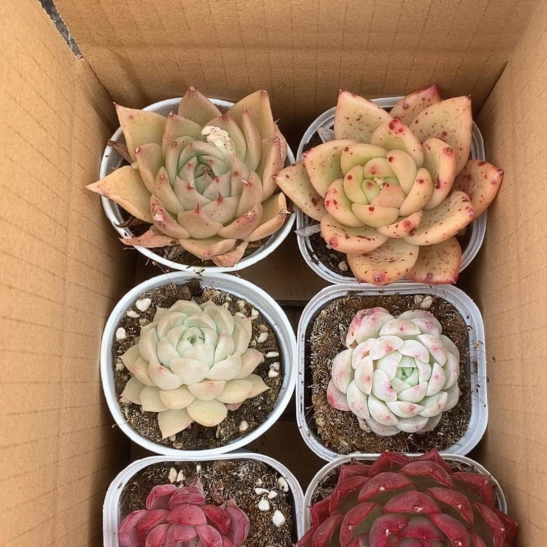 黄红白胖嘟嘟 9.9包邮 5170