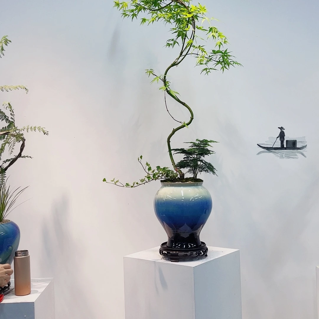 高端绿植一物一拍