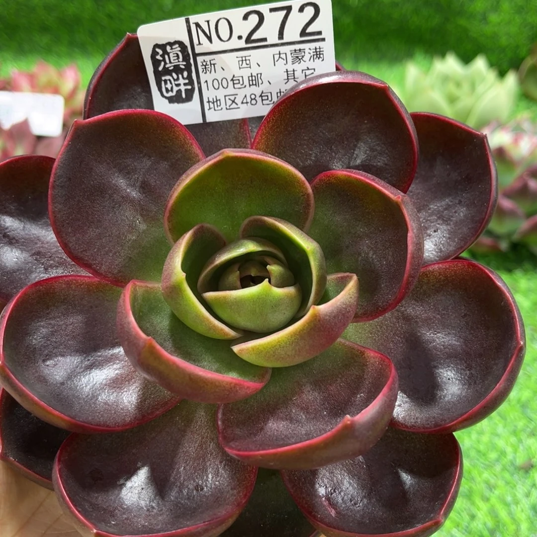272……………………………………韩版红灯