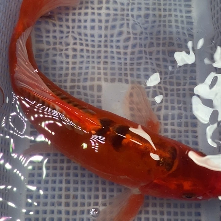 锦鲤冷水锦鲤包邮