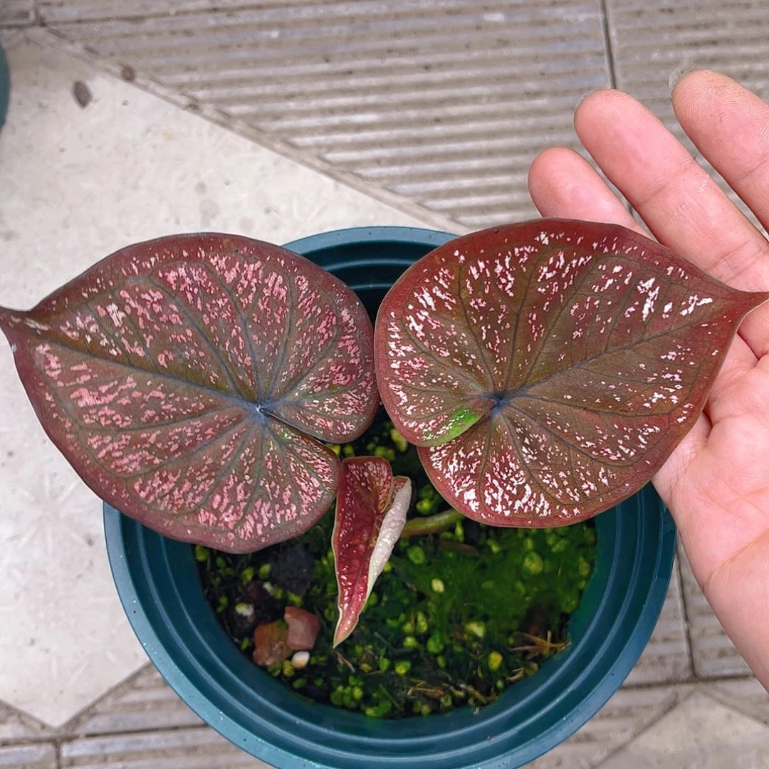 完全开放泰彩个体一物一拍7