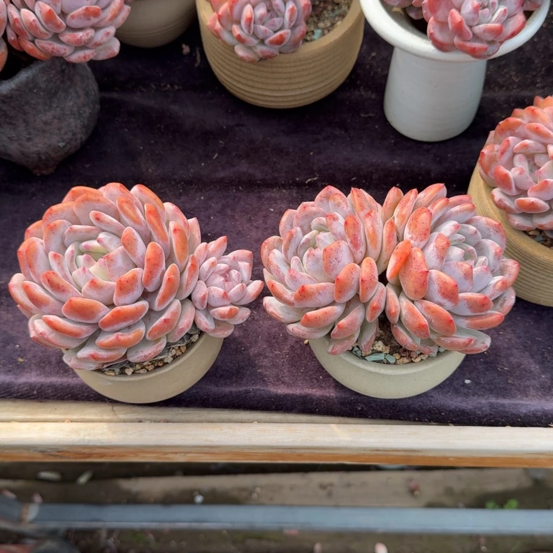 一***秋精美双头，专拍链接，带盆发