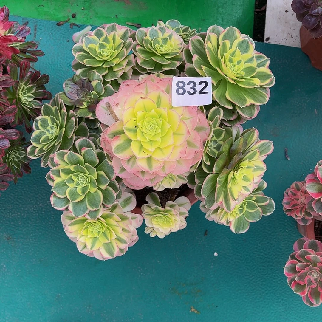 多肉水中月000000832