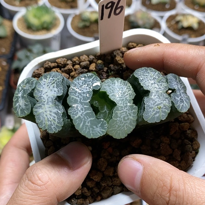 【闪购商品】196实生