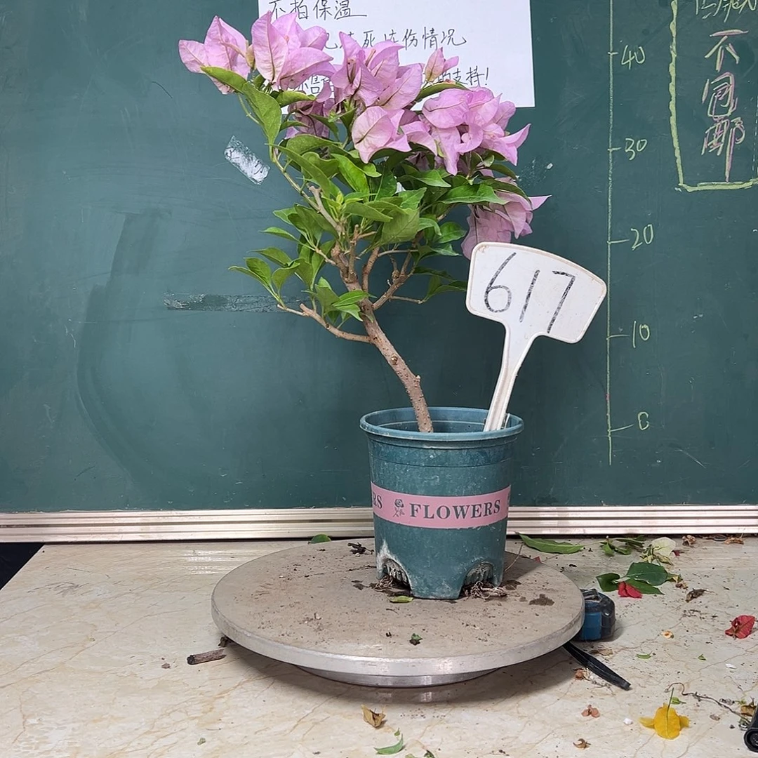 完全开放金夫人617