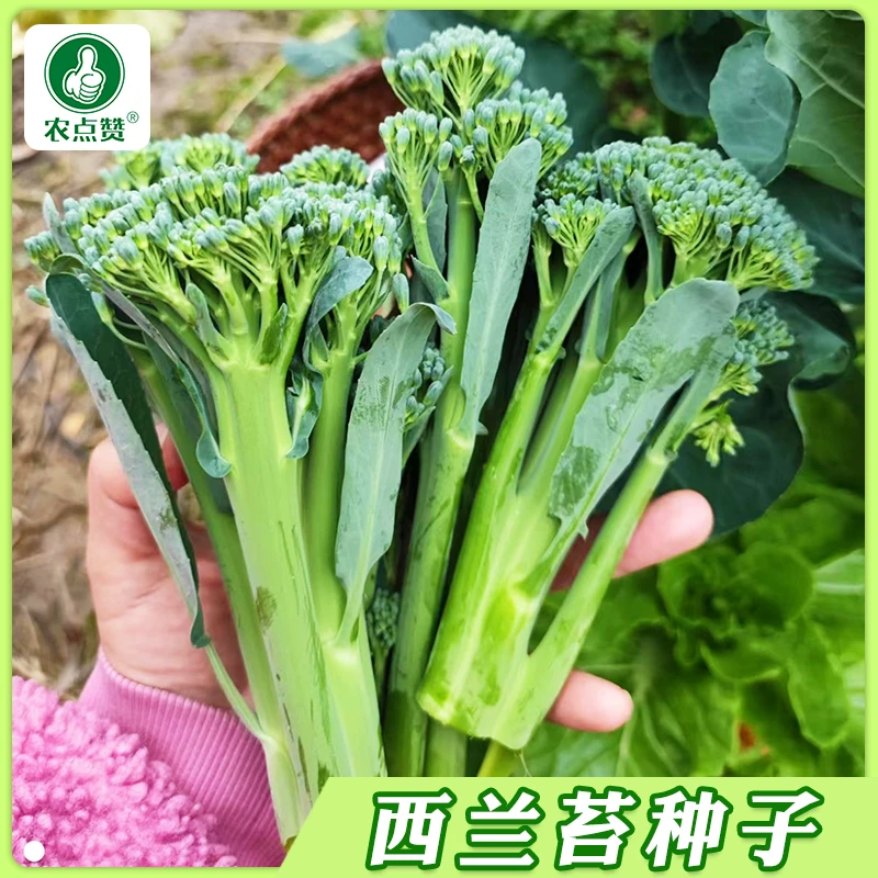 【西兰苔种子】 西洋芥兰种籽小西蓝花芥蓝菜苔菜心四季蔬菜高产