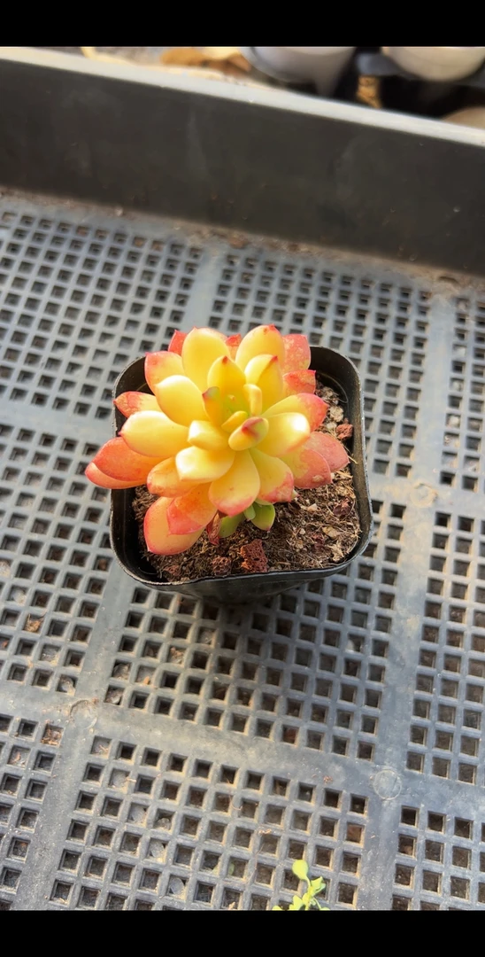 小铃铛锦（满9.9包邮）