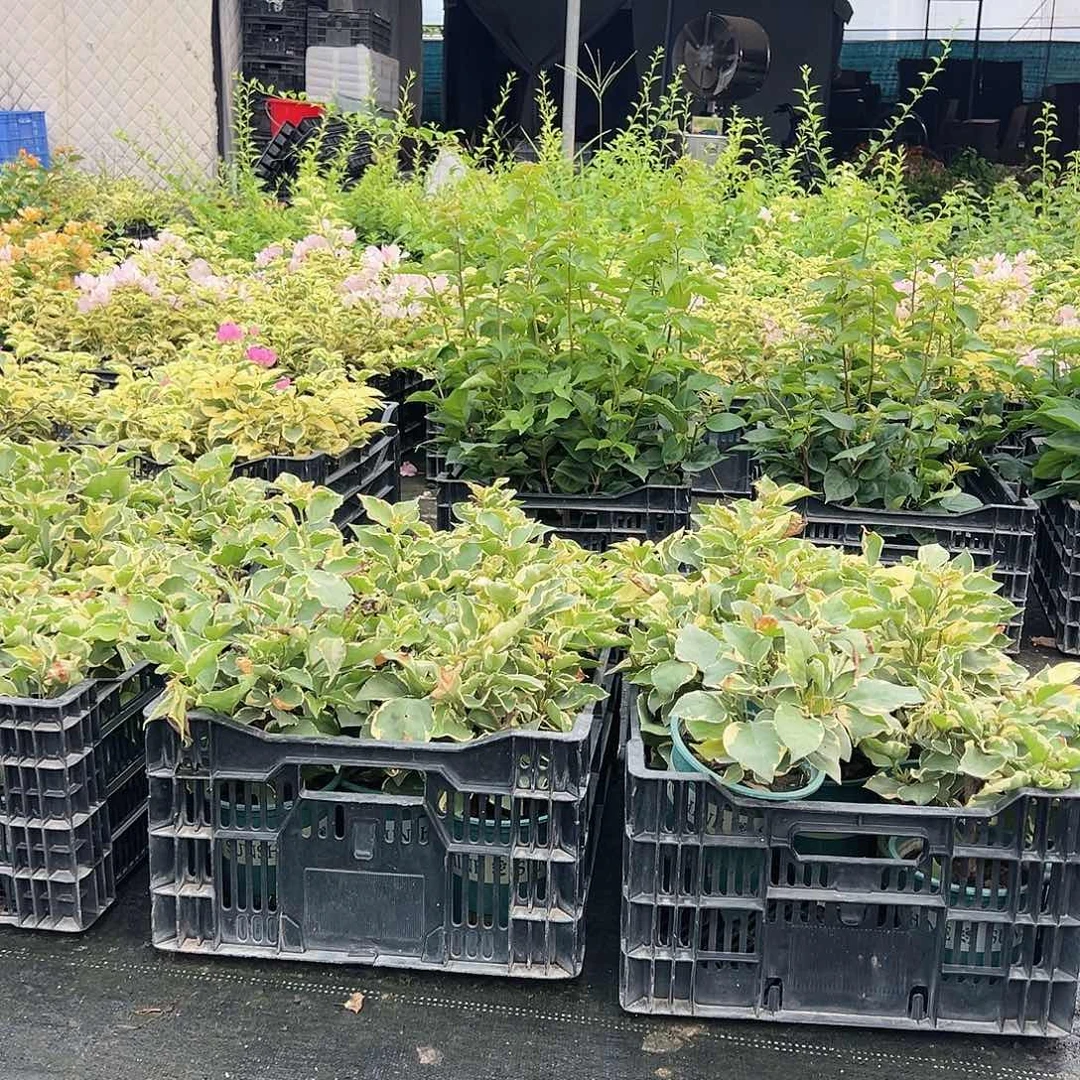 大部分开放少量花苞掌中宝一颗，品种随机