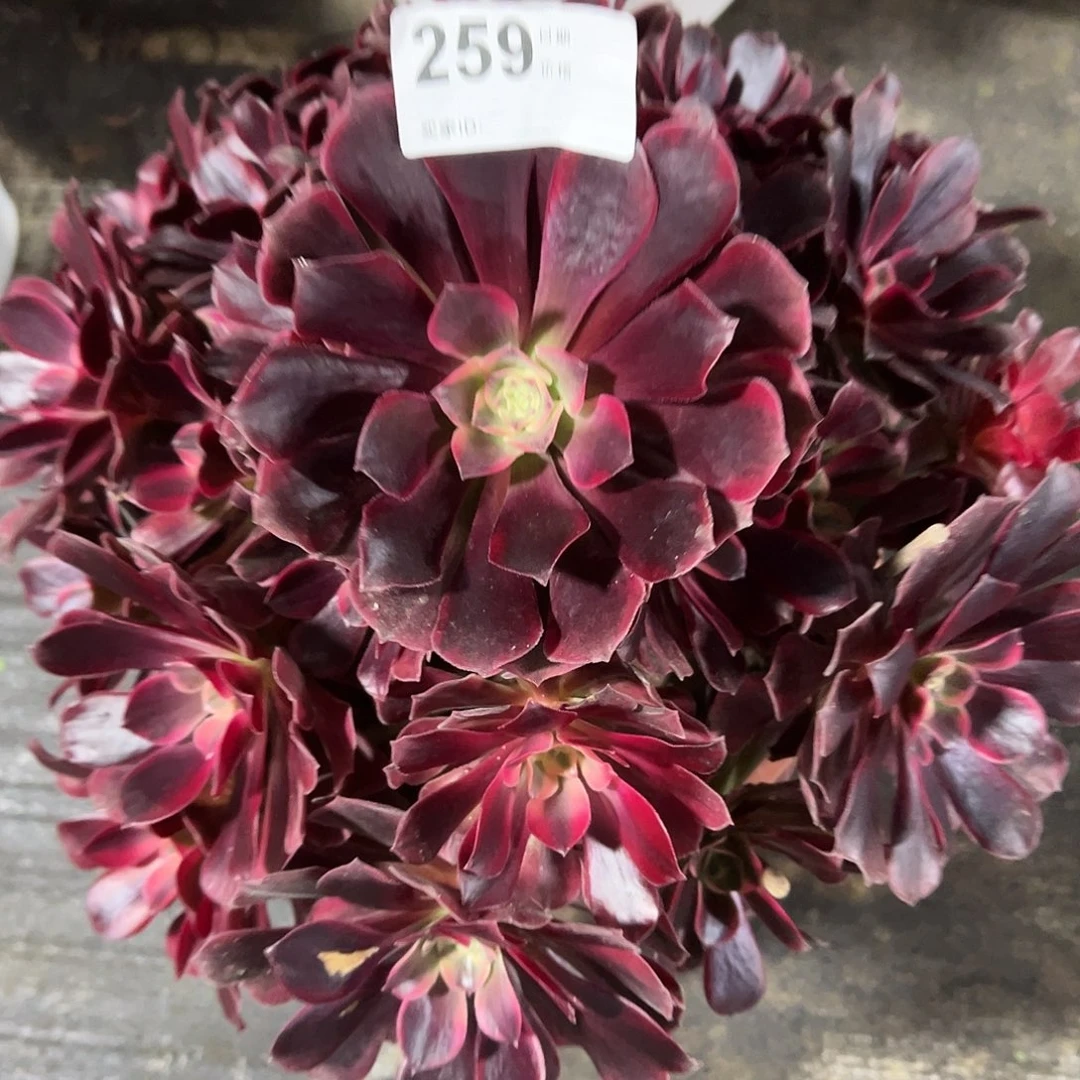 259凤冠多肉法师植物