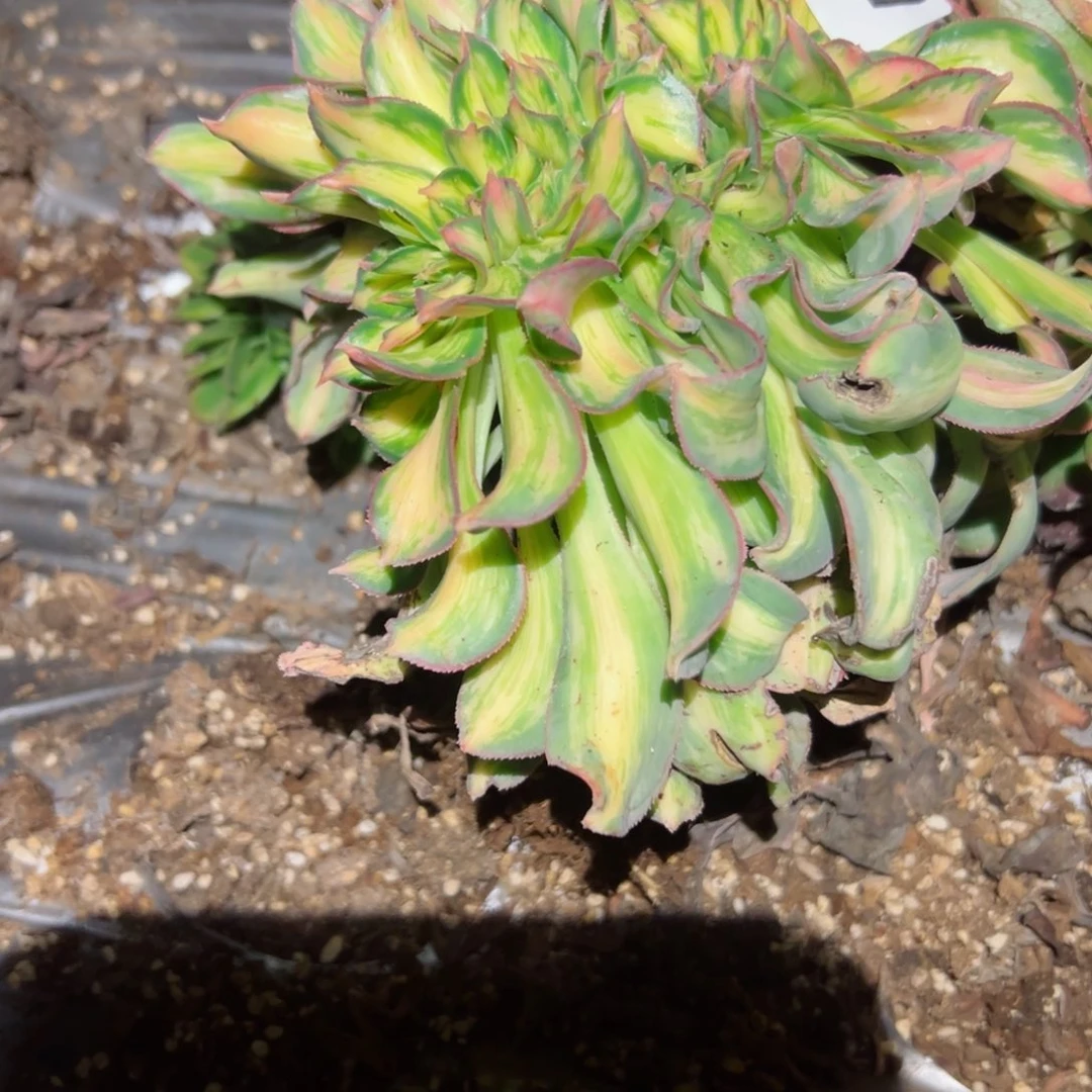 447 号多肉植物法师新年福利