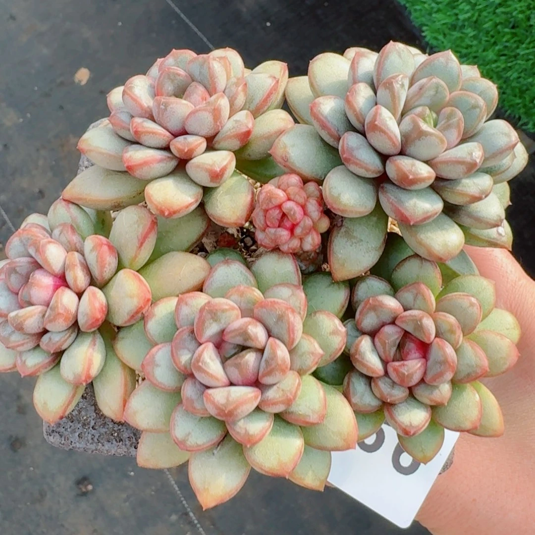 老桩整装无砍葡萄      愿你一路坦途，乘风破浪展宏图