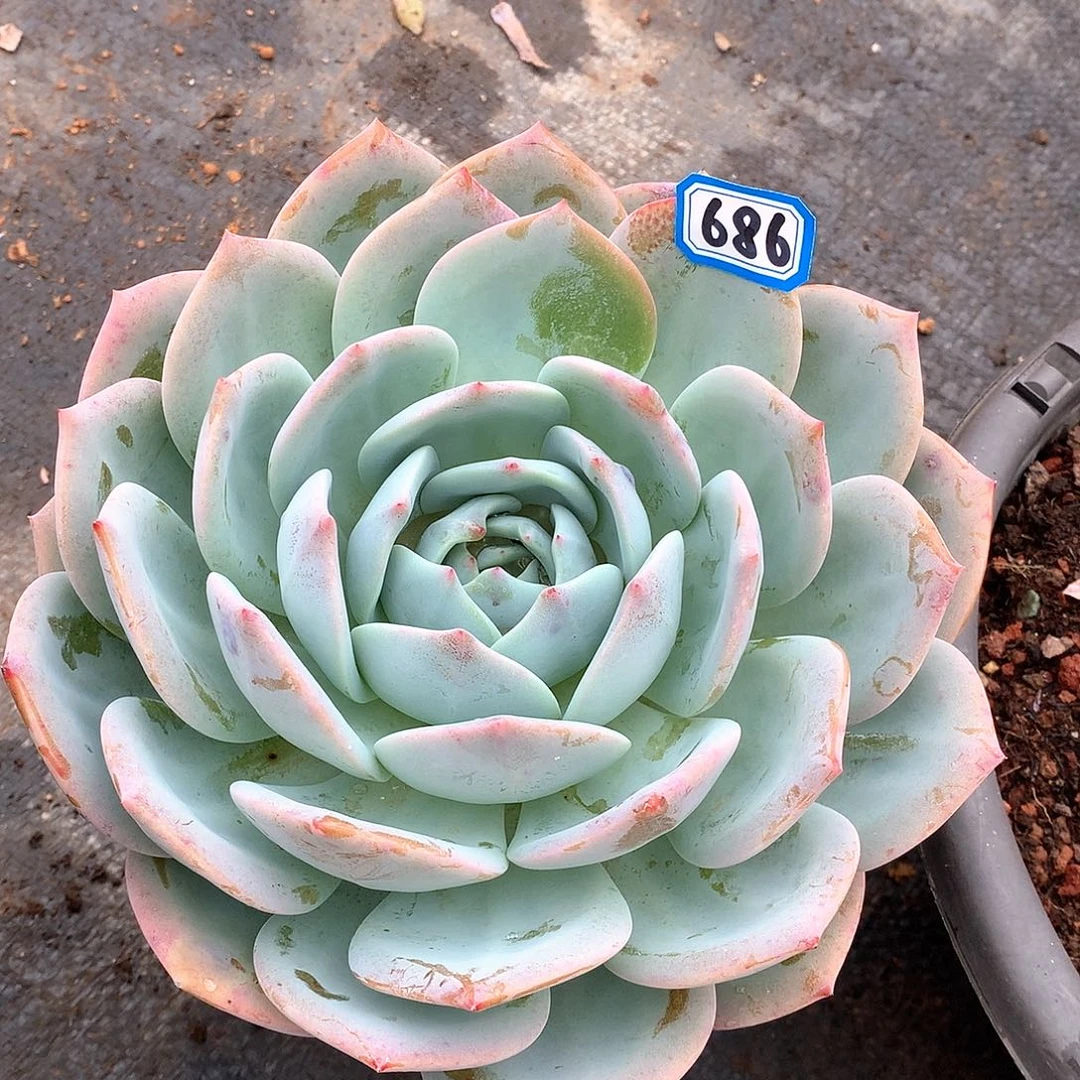 686凤橙一物一拍多肉