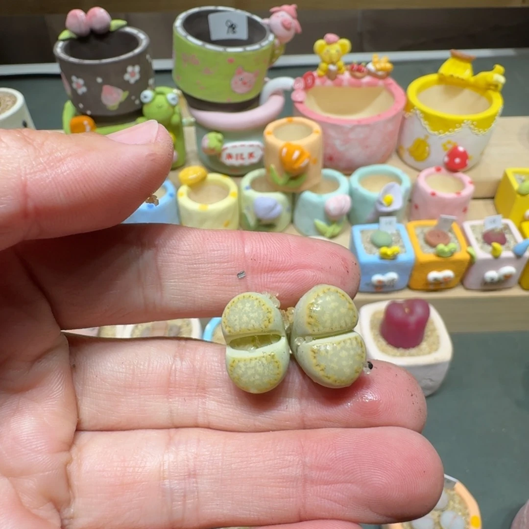 红陶煮**茶蘑菇384黄绿饼