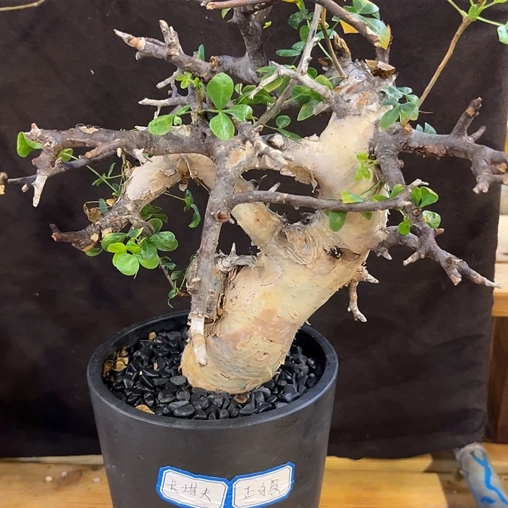 汤圆植物卡塔夫正白皮