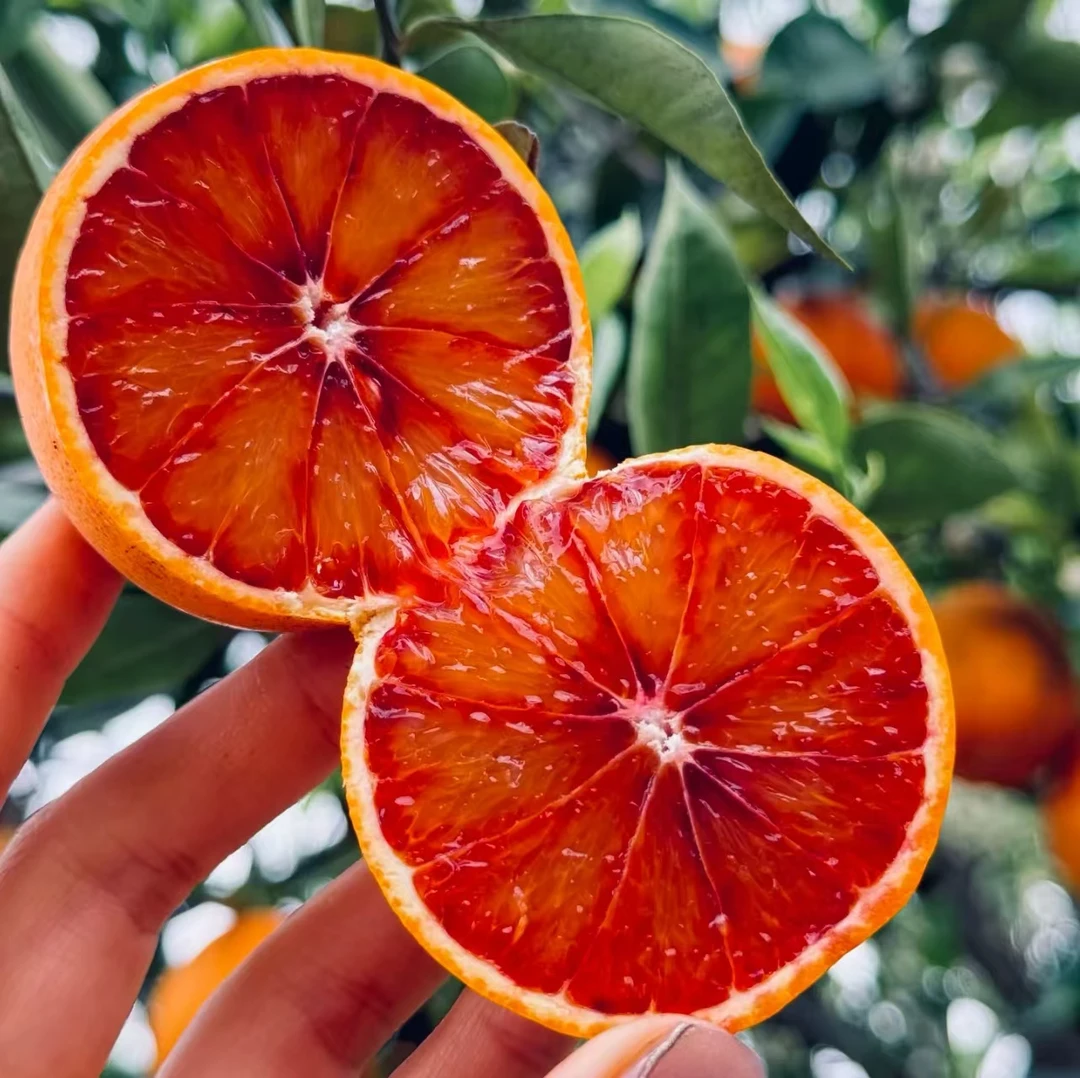 正宗四川资中红血橙果园直采产地直发农家种植甜多汁皮薄新鲜