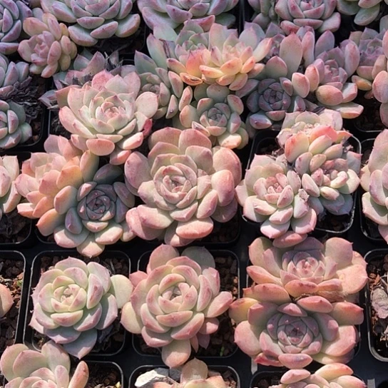 纯爱，10颗装露养区，粉色！