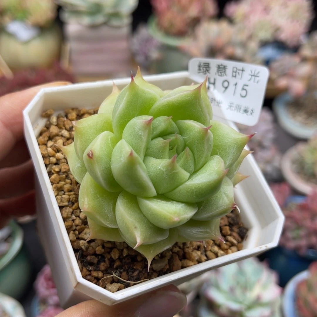 知*915 带陶瓷盆发货 满28包邮