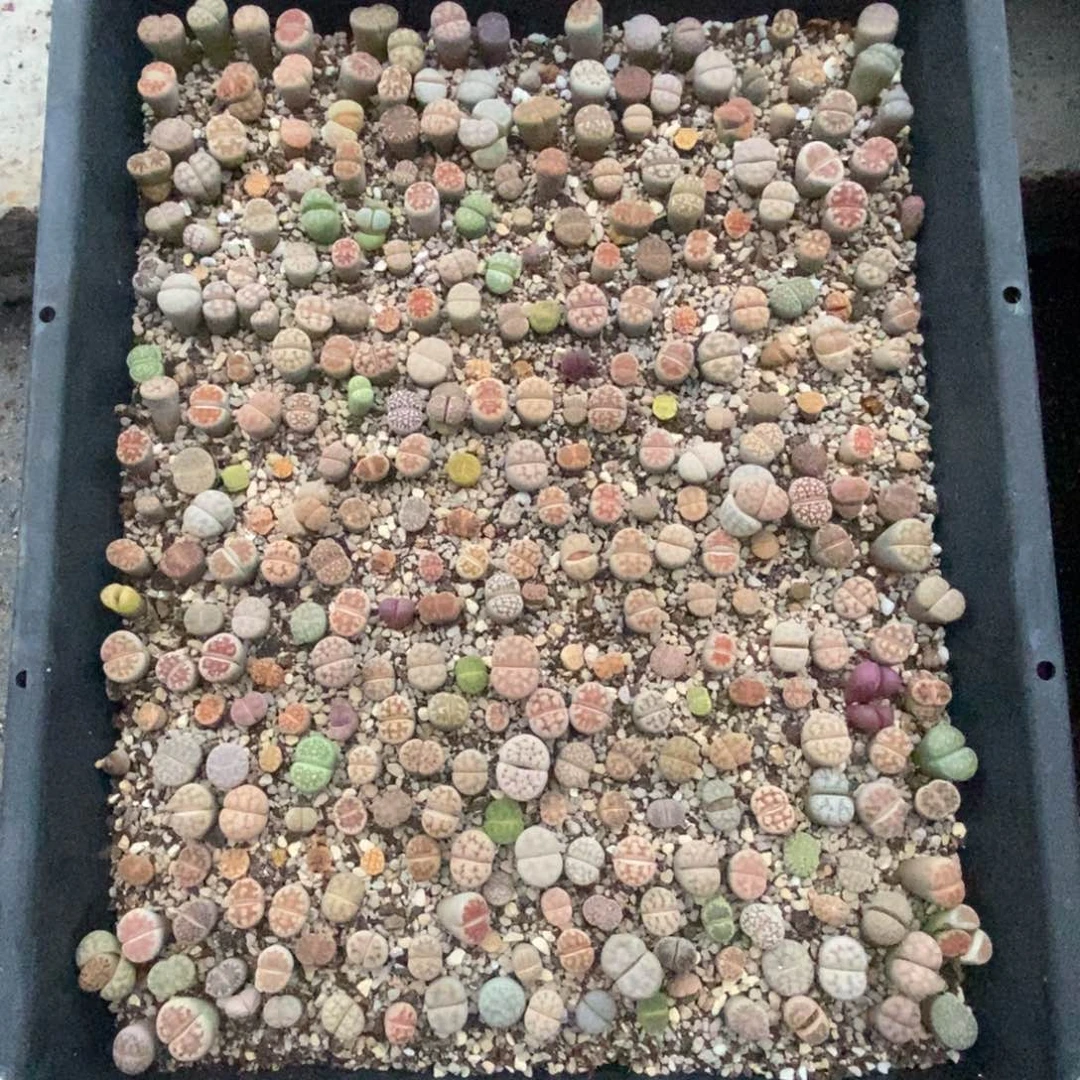 4486生石花混合一筐