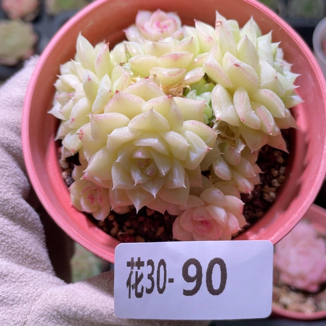 花利美30-90白天鹅