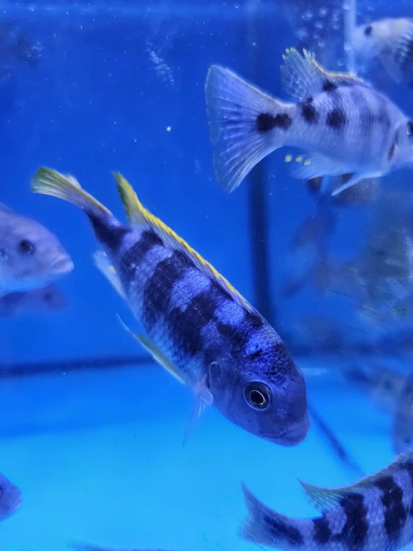 奇帝姆巴龙王三湖鲷慈鲷热带观赏鱼鲷鱼底层淡水热带鱼观赏鱼好养