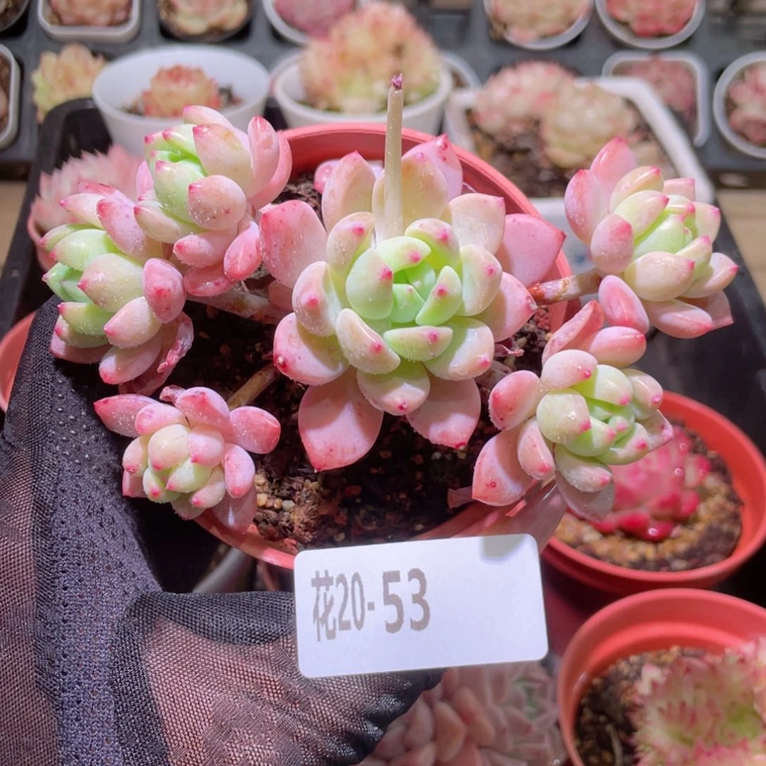 花利美20-53洛丽塔