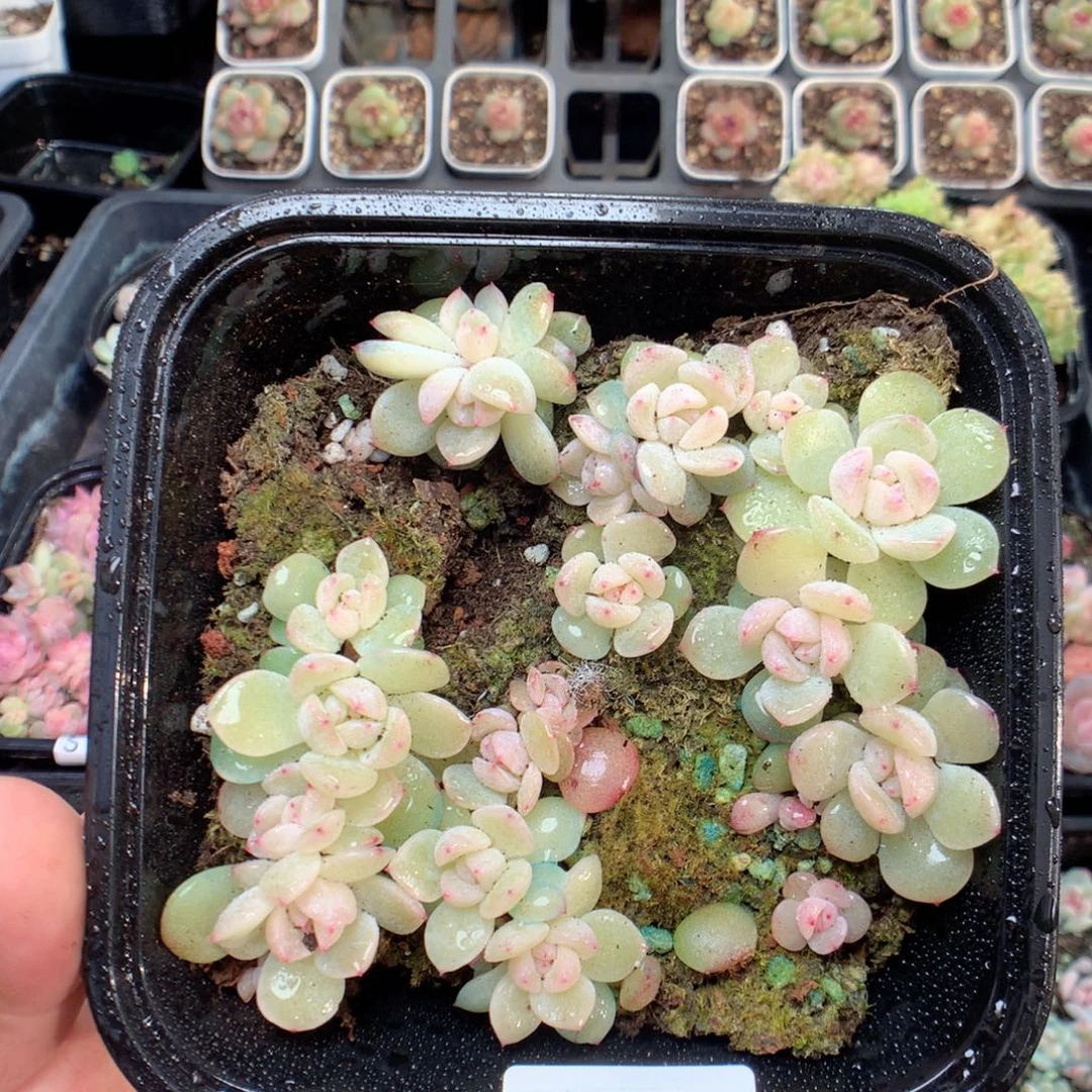 无花朵S90英语英语