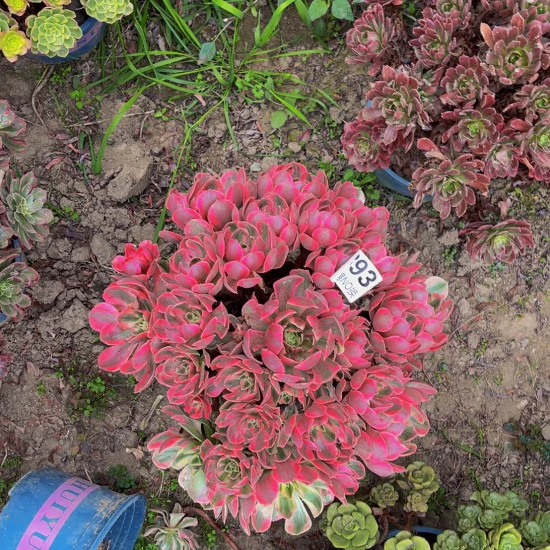 女妖法师朵朵3-15