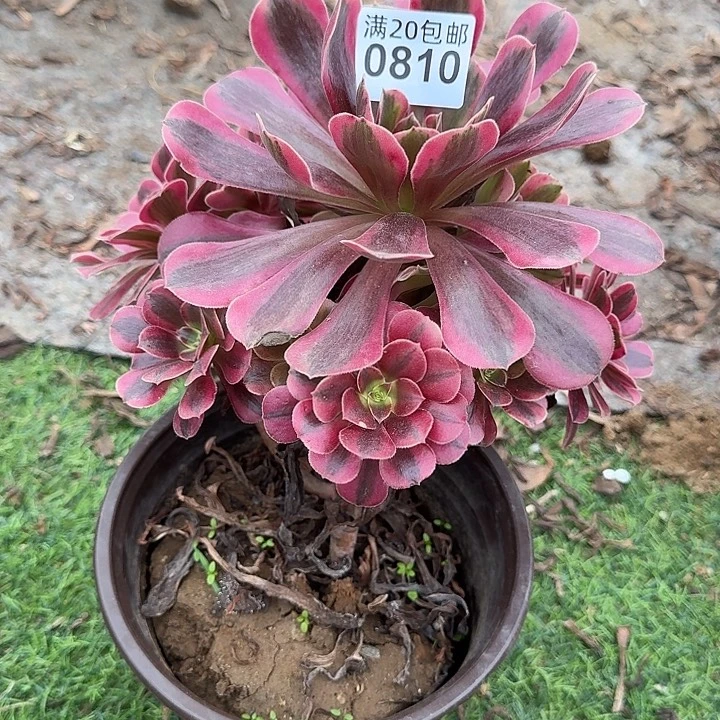 0818美杜莎多肉植物