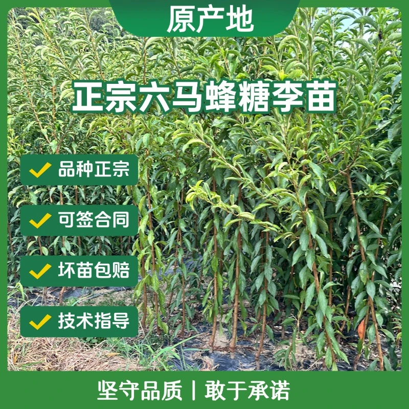 正宗六马蜂糖李子苗 嫁接苗 原产地直发 土栽 盆栽 保湿发货