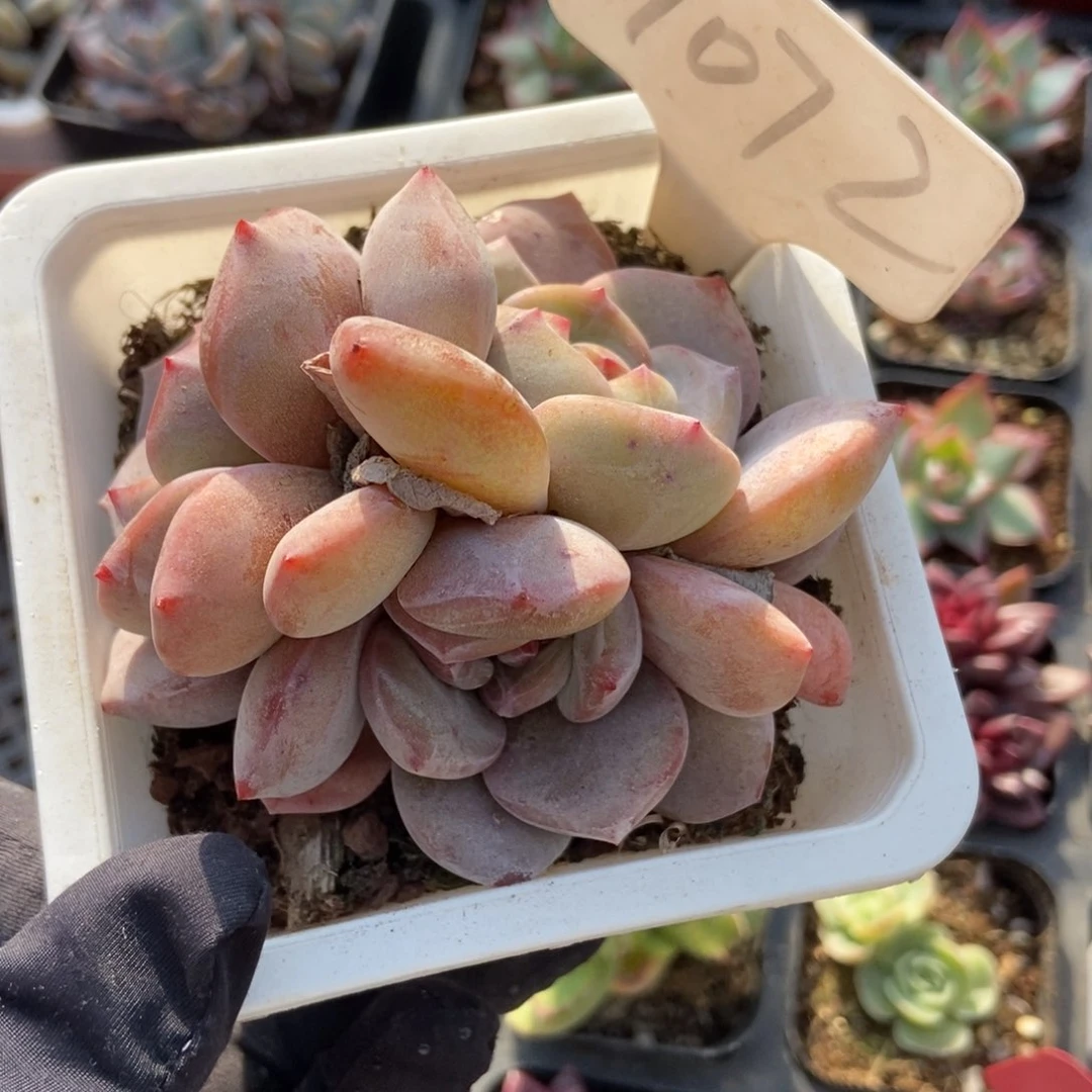 1072石榴籽多肉植物保护