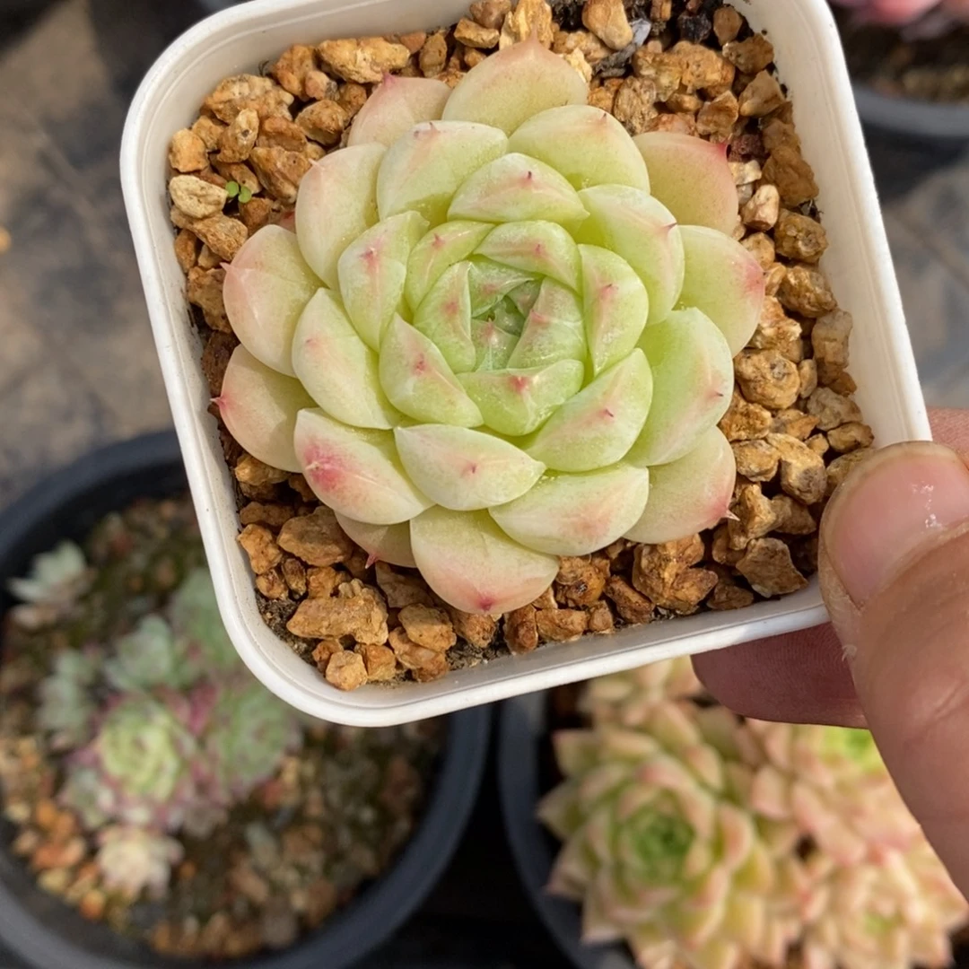 精品多肉一物一拍不包整73