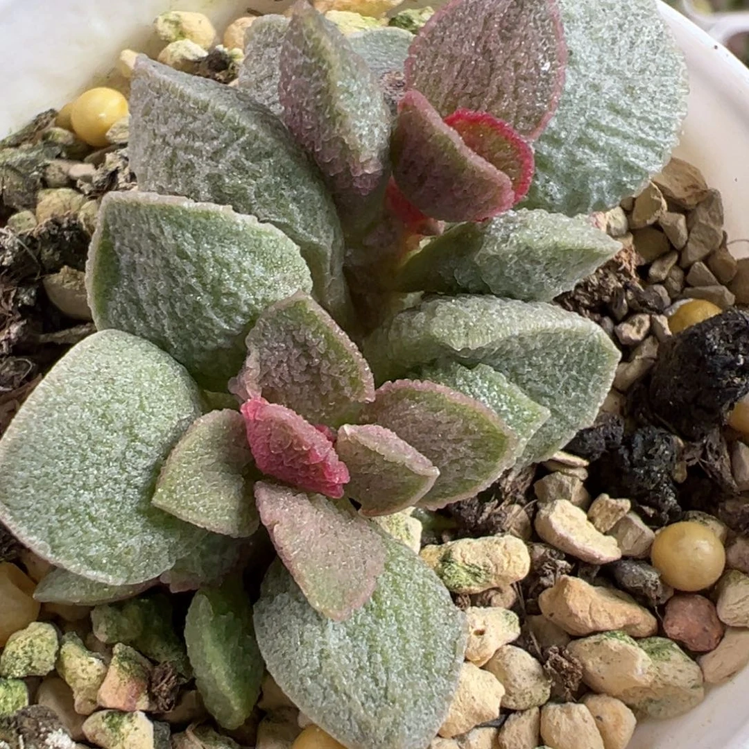 实生新品多头纯木质桩多肉植物