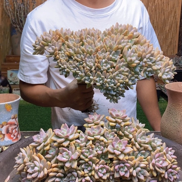 A***诺967号淡雪多肉植物