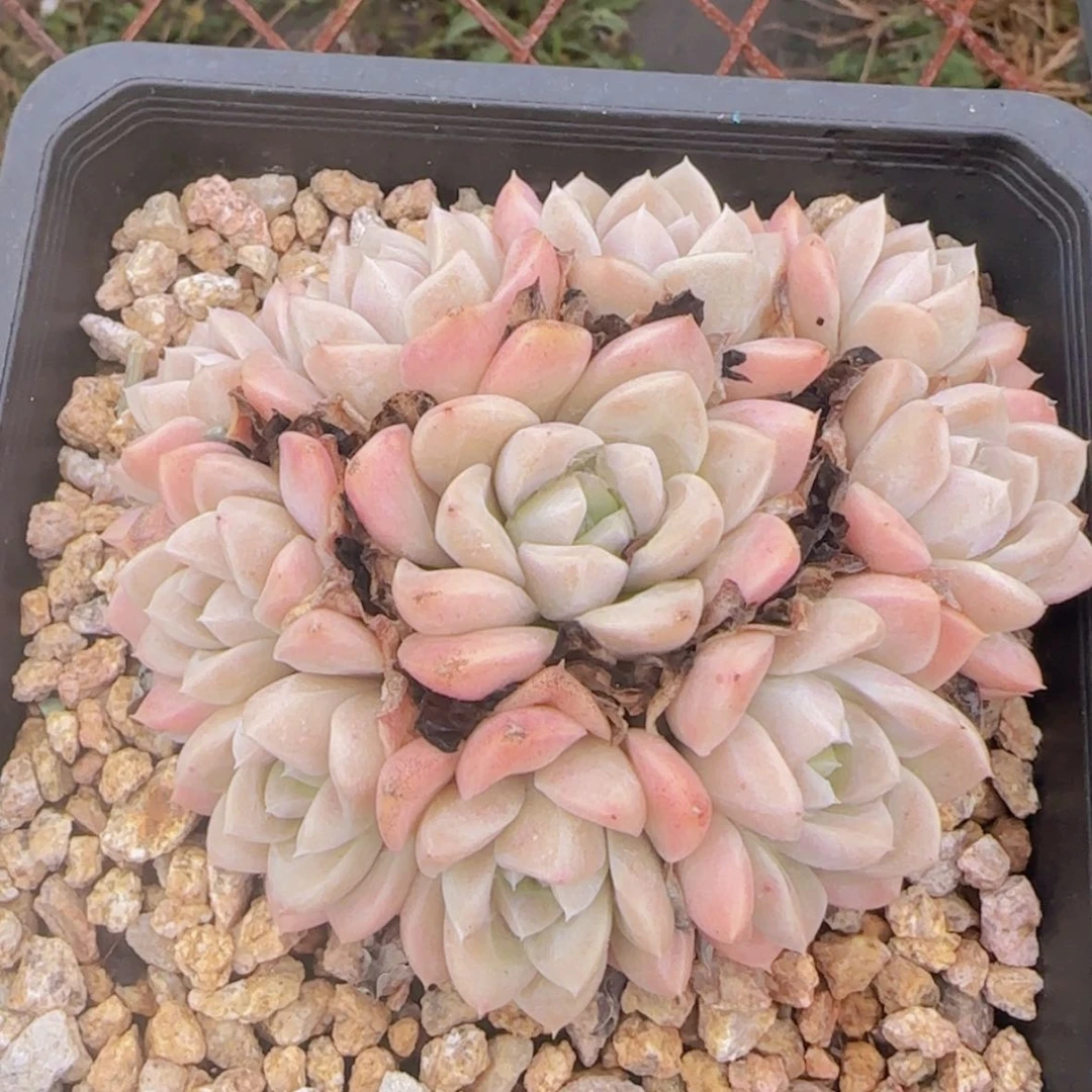 【闪购商品】奶油美人